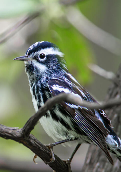 nature-birds